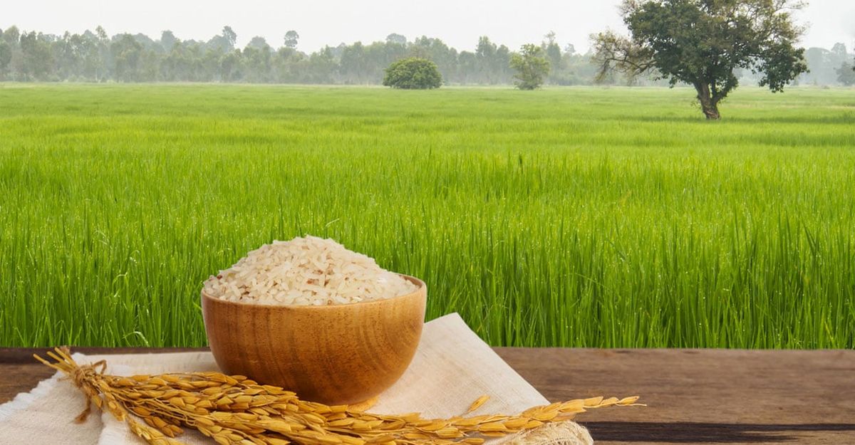 Basmati Rice
